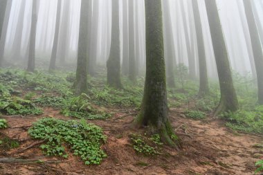 Ünlü çam ağacındaki yeşil bitkilerin çalıları, bilimsel adı Pinus, Lepchajagat ormanı, Darjeeling, Batı Bengal, Hindistan. Himalayalar 'ın gür yeşillik manzarası sisli muson havası.
