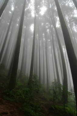 Meşhur çam ağacının sisli ormanının, bilimsel adı Pinus olan Lepchajagat ormanının, Darjeeling 'in, Batı Bengal' in, Hindistan 'ın aşağısından manzara. Himalayalar 'ın gür yeşillik manzarası sisli muson havası.