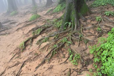 Meşhur çam ağacının sisli ormanlarında ağaç kökleri, bilimsel adı Pinus, Lepchajagat ormanı, Darjeeling, Batı Bengal, Hindistan. Himalayalar 'ın gür yeşillik manzarası sisli muson havası.