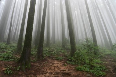 Meşhur çam ağacının sisli ormanları, bilimsel adı Pinus, Lepchajagat ormanı, Darjeeling, Batı Bengal, Hindistan. Himalayalar 'ın gür yeşillik manzarası sisli muson havası.