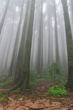 Meşhur çam ağacının sisli ormanları, bilimsel adı Pinus, Lepchajagat ormanı, Darjeeling, Batı Bengal, Hindistan. Himalayalar 'ın gür yeşillik manzarası sisli muson havası.
