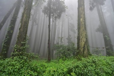 Meşhur çam ağacının sisli ormanları, bilimsel adı Pinus, Lepchajagat ormanı, Darjeeling, Batı Bengal, Hindistan. Himalayalar 'ın gür yeşillik manzarası sisli muson havası.