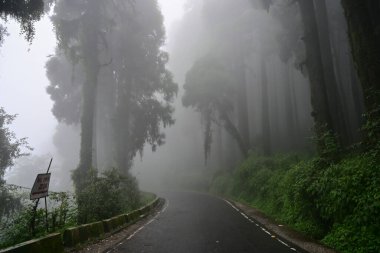 Meşhur çam ağacının sisli ormanları, bilimsel adı Pinus, Lepchajagat ormanı, Darjeeling, Batı Bengal, Hindistan. Himalayalar 'ın gür yeşillik manzarası sisli muson havası.