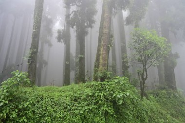 Meşhur çam ağacının sisli ormanları, bilimsel adı Pinus, Lepchajagat ormanı, Darjeeling, Batı Bengal, Hindistan. Himalayalar 'ın gür yeşillik manzarası sisli muson havası.