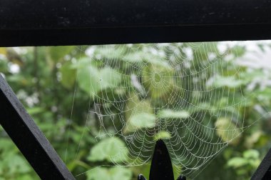 Mahakal Tapınağı 'ndaki örümcek ağındaki çiy damlaları ya da Mahakal Mandir, Darjeeling' deki muson yağmurları, Batı Bengal, Hindistan.