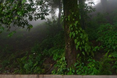 Himalaya dağları ve yemyeşil orman. Darjeeling, Batı Bengal, Hindistan 'da musonun doğal güzelliği. Muson yağmurlarında dağlarda bulutlu bir gün.