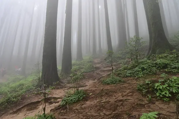 Meşhur çam ağacının sisli ormanları, bilimsel adı Pinus, Lepchajagat ormanı, Darjeeling, Batı Bengal, Hindistan. Himalayalar 'ın gür yeşillik manzarası sisli muson havası.