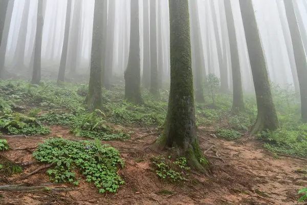 Ünlü çam ağacındaki yeşil bitkilerin çalıları, bilimsel adı Pinus, Lepchajagat ormanı, Darjeeling, Batı Bengal, Hindistan. Himalayalar 'ın gür yeşillik manzarası sisli muson havası.