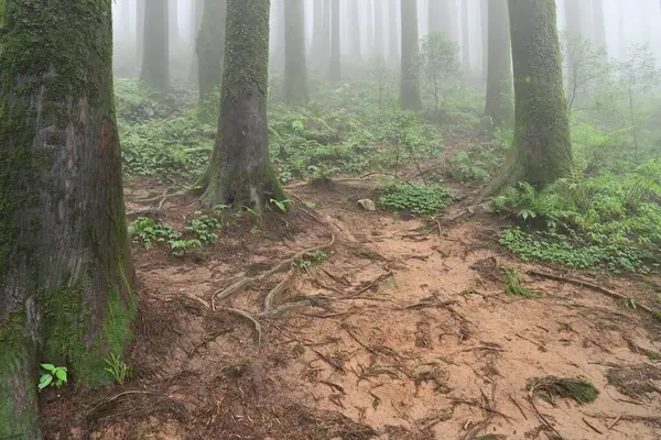Meşhur çam ağacının sisli ormanları, bilimsel adı Pinus, Lepchajagat ormanı, Darjeeling, Batı Bengal, Hindistan. Himalayalar 'ın gür yeşillik manzarası sisli muson havası.