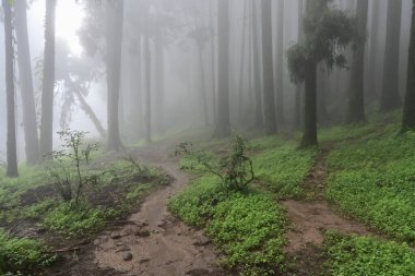 Meşhur çam ağacının sisli ormanları, bilimsel adı Pinus, Lepchajagat ormanı, Darjeeling, Batı Bengal, Hindistan. Himalayalar 'ın gür yeşillik manzarası sisli muson havası.