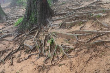 Meşhur çam ağacının sisli ormanlarında ağaç kökleri, bilimsel adı Pinus, Lepchajagat ormanı, Darjeeling, Batı Bengal, Hindistan. Himalayalar 'ın gür yeşillik manzarası sisli muson havası.