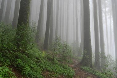 Ünlü çam ağacındaki yeşil bitkilerin çalıları, bilimsel adı Pinus, Lepchajagat ormanı, Darjeeling, Batı Bengal, Hindistan. Himalayalar 'ın gür yeşillik manzarası sisli muson havası.