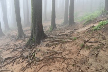 Meşhur çam ağacının sisli ormanlarında ağaç kökleri, bilimsel adı Pinus, Lepchajagat ormanı, Darjeeling, Batı Bengal, Hindistan. Himalayalar 'ın gür yeşillik manzarası sisli muson havası.