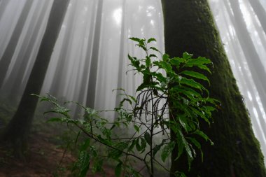 Ünlü çam ağacındaki yeşil bitkilerin çalıları, bilimsel adı Pinus, Lepchajagat ormanı, Darjeeling, Batı Bengal, Hindistan. Himalayalar 'ın gür yeşillik manzarası sisli muson havası.