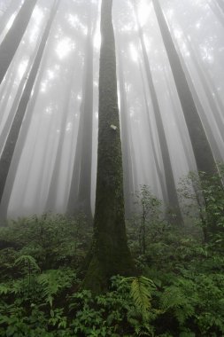 Meşhur çam ağacının sisli ormanının, bilimsel adı Pinus olan Lepchajagat ormanının, Darjeeling 'in, Batı Bengal' in, Hindistan 'ın aşağısından manzara. Himalayalar 'ın gür yeşillik manzarası sisli muson havası.
