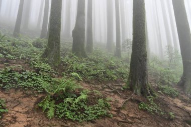 Ünlü çam ağacındaki yeşil bitkilerin çalıları, bilimsel adı Pinus, Lepchajagat ormanı, Darjeeling, Batı Bengal, Hindistan. Himalayalar 'ın gür yeşillik manzarası sisli muson havası.