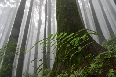Meşhur çam ağacında eğrelti otu, bilimsel adı Pinus, Lepchajagat ormanı, Darjeeling, Batı Bengal, Hindistan. Himalayalar 'ın gür yeşillik manzarası sisli muson havası.