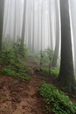 Meşhur çam ağacının sisli ormanları, bilimsel adı Pinus, Lepchajagat ormanı, Darjeeling, Batı Bengal, Hindistan. Himalayalar 'ın gür yeşillik manzarası sisli muson havası.