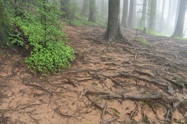 Meşhur çam ağacının sisli ormanlarında ağaç kökleri, bilimsel adı Pinus, Lepchajagat ormanı, Darjeeling, Batı Bengal, Hindistan. Himalayalar 'ın gür yeşillik manzarası sisli muson havası.