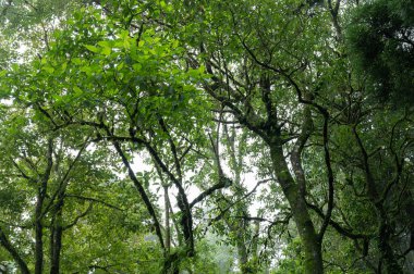 Aşağıdan büyük bir ağaç görünüyor. Muson mevsiminde yemyeşil pf ormanı, Darjeeling, Batı Bengal, Hindistan.
