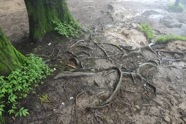 Meşhur çam ağacının sisli ormanlarında ağaç kökleri, bilimsel adı Pinus, Lepchajagat ormanı, Darjeeling, Batı Bengal, Hindistan. Himalayalar 'ın gür yeşillik manzarası sisli muson havası.