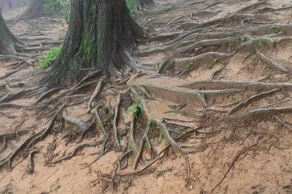 Meşhur çam ağacının sisli ormanlarında ağaç kökleri, bilimsel adı Pinus, Lepchajagat ormanı, Darjeeling, Batı Bengal, Hindistan. Himalayalar 'ın gür yeşillik manzarası sisli muson havası.