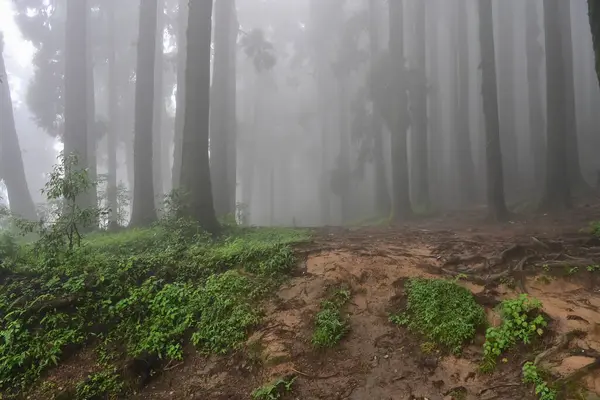 Meşhur çam ağacının sisli ormanları, bilimsel adı Pinus, Lepchajagat ormanı, Darjeeling, Batı Bengal, Hindistan. Himalayalar 'ın gür yeşillik manzarası sisli muson havası.