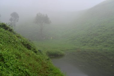 Güzel sisli ve sisli muson bahçeleri. Darjeeling, Batı Benga, Hindistan.