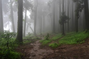Meşhur çam ağacının sisli ormanları, bilimsel adı Pinus, Lepchajagat ormanı, Darjeeling, Batı Bengal, Hindistan. Himalayalar 'ın gür yeşillik manzarası sisli muson havası.