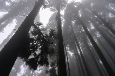 Meşhur çam ağacının sisli ormanının, bilimsel adı Pinus olan Lepchajagat ormanının, Darjeeling 'in, Batı Bengal' in, Hindistan 'ın aşağısından manzara. Himalayalar 'ın gür yeşillik manzarası sisli muson havası.