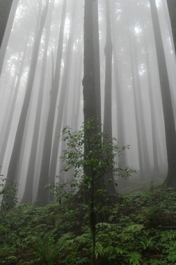 Meşhur çam ağacının sisli ormanları, bilimsel adı Pinus, Lepchajagat ormanı, Darjeeling, Batı Bengal, Hindistan. Himalayalar 'ın gür yeşillik manzarası sisli muson havası.