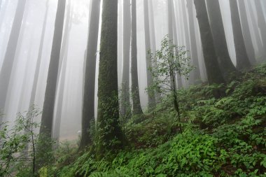 Meşhur çam ağacının sisli ormanları, bilimsel adı Pinus, Lepchajagat ormanı, Darjeeling, Batı Bengal, Hindistan. Himalayalar 'ın gür yeşillik manzarası sisli muson havası.