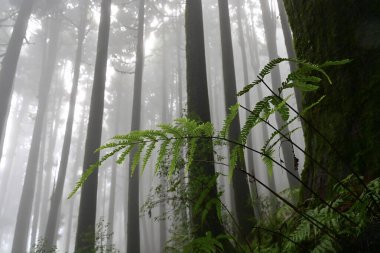 Meşhur çam ağacında eğrelti otu, bilimsel adı Pinus, Lepchajagat ormanı, Darjeeling, Batı Bengal, Hindistan. Himalayalar 'ın gür yeşillik manzarası sisli muson havası.