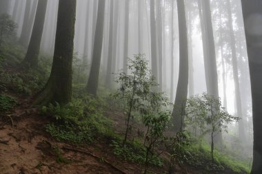 Meşhur çam ağacının sisli ormanları, bilimsel adı Pinus, Lepchajagat ormanı, Darjeeling, Batı Bengal, Hindistan. Himalayalar 'ın gür yeşillik manzarası sisli muson havası.