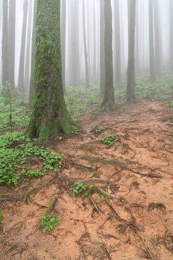 Meşhur çam ağacının sisli ormanları, bilimsel adı Pinus, Lepchajagat ormanı, Darjeeling, Batı Bengal, Hindistan. Himalayalar 'ın gür yeşillik manzarası sisli muson havası.