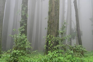 Meşhur çam ağacının sisli ormanları, bilimsel adı Pinus, Lepchajagat ormanı, Darjeeling, Batı Bengal, Hindistan. Himalayalar 'ın gür yeşillik manzarası sisli muson havası.