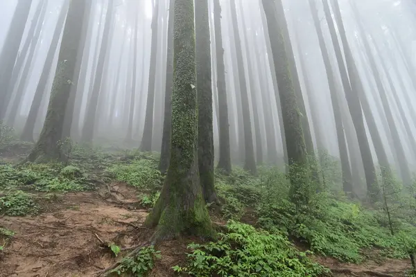 Çam ağacında yeşil bitkiler ve yosunlar, bilimsel adı pinus, Lepchajagat ormanı, Darjeeling, Batı Bengal, Hindistan. Himalayalar 'ın gür yeşillik manzarası sisli muson havası.