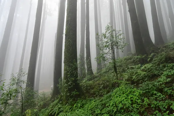 Meşhur çam ağacının sisli ormanları, bilimsel adı Pinus, Lepchajagat ormanı, Darjeeling, Batı Bengal, Hindistan. Himalayalar 'ın gür yeşillik manzarası sisli muson havası.