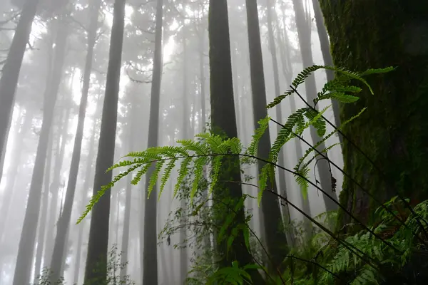 Meşhur çam ağacında eğrelti otu, bilimsel adı Pinus, Lepchajagat ormanı, Darjeeling, Batı Bengal, Hindistan. Himalayalar 'ın gür yeşillik manzarası sisli muson havası.