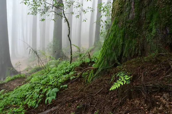 Meşhur çam ağacının sisli ormanları, bilimsel adı Pinus, Lepchajagat ormanı, Darjeeling, Batı Bengal, Hindistan. Himalayalar 'ın gür yeşillik manzarası sisli muson havası.