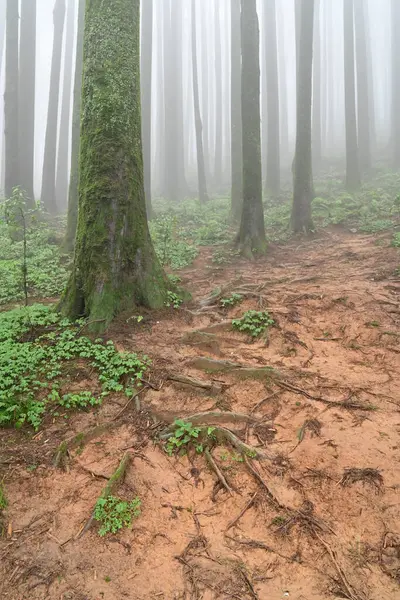 Meşhur çam ağacının sisli ormanları, bilimsel adı Pinus, Lepchajagat ormanı, Darjeeling, Batı Bengal, Hindistan. Himalayalar 'ın gür yeşillik manzarası sisli muson havası.
