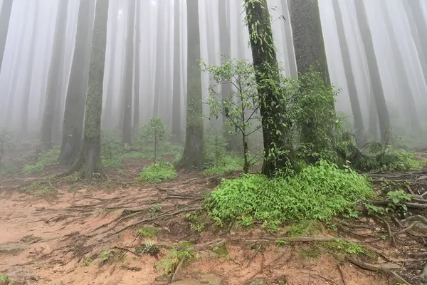 Meşhur çam ağacının sisli ormanları, bilimsel adı Pinus, Lepchajagat ormanı, Darjeeling, Batı Bengal, Hindistan. Himalayalar 'ın gür yeşillik manzarası sisli muson havası.
