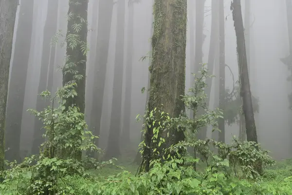 Meşhur çam ağacının sisli ormanları, bilimsel adı Pinus, Lepchajagat ormanı, Darjeeling, Batı Bengal, Hindistan. Himalayalar 'ın gür yeşillik manzarası sisli muson havası.
