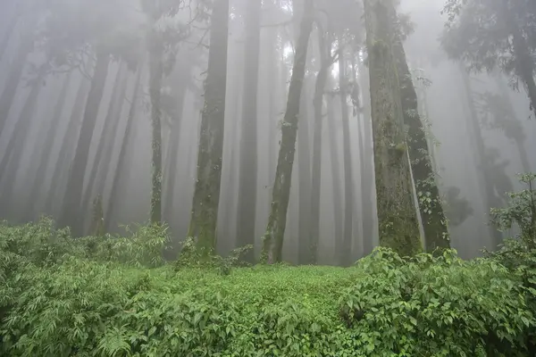 Meşhur çam ağacının sisli ormanları, bilimsel adı Pinus, Lepchajagat ormanı, Darjeeling, Batı Bengal, Hindistan. Himalayalar 'ın gür yeşillik manzarası sisli muson havası.