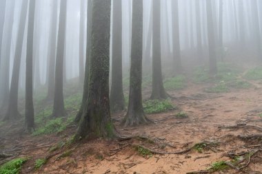 Meşhur çam ağacının sisli ormanları, bilimsel adı Pinus, Lepchajagat ormanı, Darjeeling, Batı Bengal, Hindistan. Himalayalar 'ın gür yeşillik manzarası sisli muson havası.