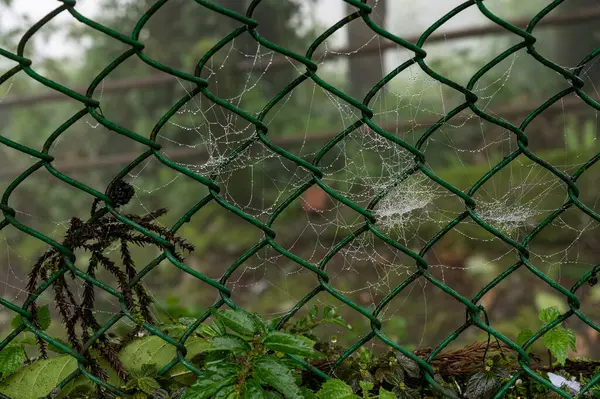 Mahakal Tapınağı 'ndaki örümcek ağındaki çiy damlaları ya da Mahakal Mandir, Darjeeling' deki muson yağmurları, Batı Bengal, Hindistan.