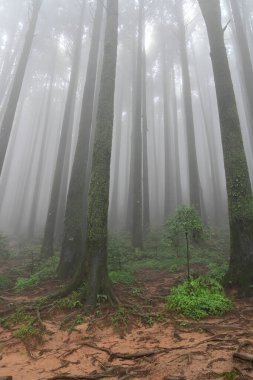 Meşhur çam ağacının sisli ormanları, bilimsel adı Pinus, Lepchajagat ormanı, Darjeeling, Batı Bengal, Hindistan. Himalayalar 'ın gür yeşillik manzarası sisli muson havası.
