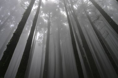 Meşhur çam ağacının sisli ormanının, bilimsel adı Pinus olan Lepchajagat ormanının, Darjeeling 'in, Batı Bengal' in, Hindistan 'ın aşağısından manzara. Himalayalar 'ın gür yeşillik manzarası sisli muson havası.