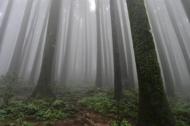 Çam ağacında yeşil yosun, bilimsel adı pinus, Lepchajagat ormanı, Darjeeling, Batı Bengal, Hindistan. Himalayalar 'ın gür yeşillik manzarası sisli muson havası.