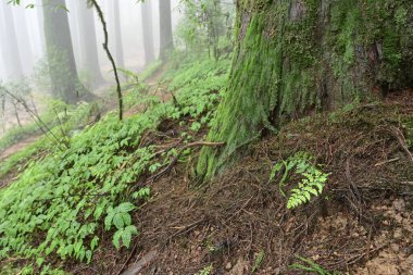 Meşhur çam ağacının sisli ormanları, bilimsel adı Pinus, Lepchajagat ormanı, Darjeeling, Batı Bengal, Hindistan. Himalayalar 'ın gür yeşillik manzarası sisli muson havası.